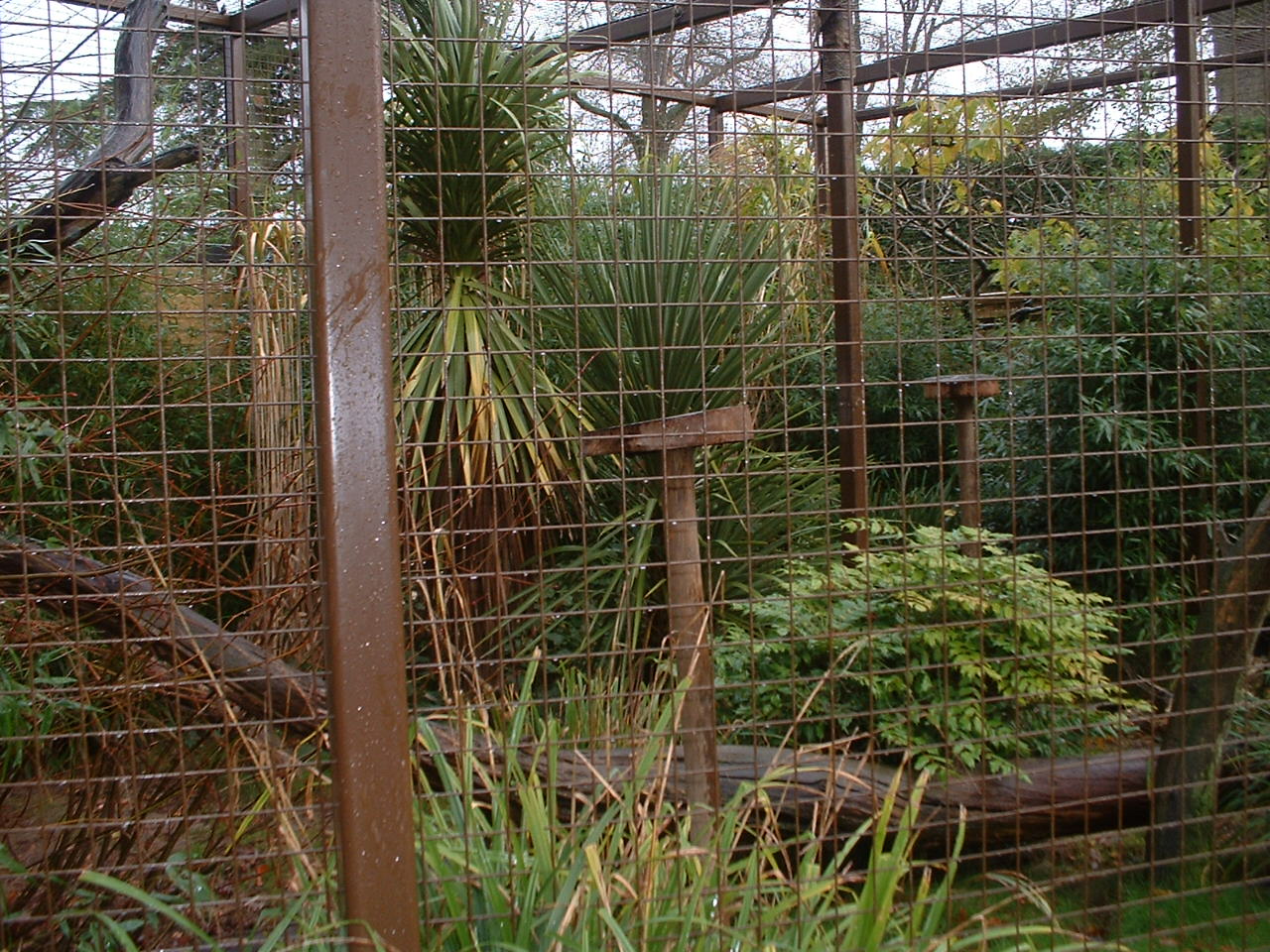 Sifaka Enclosure