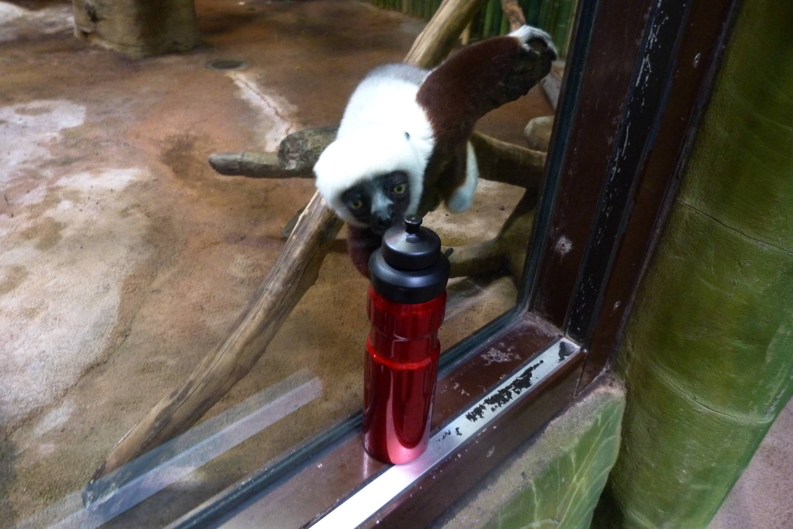 Sifaka Enrichment (Chimpanzee Forest) 6-20-12