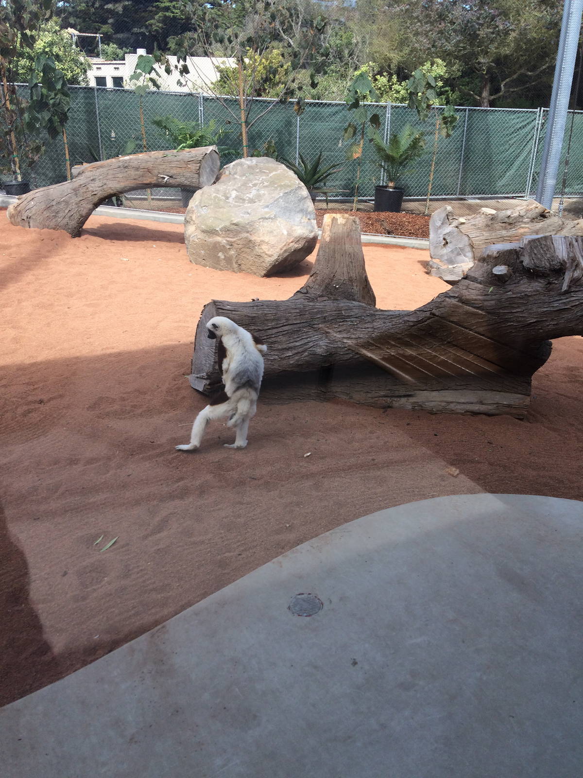Sifaka Exhibit