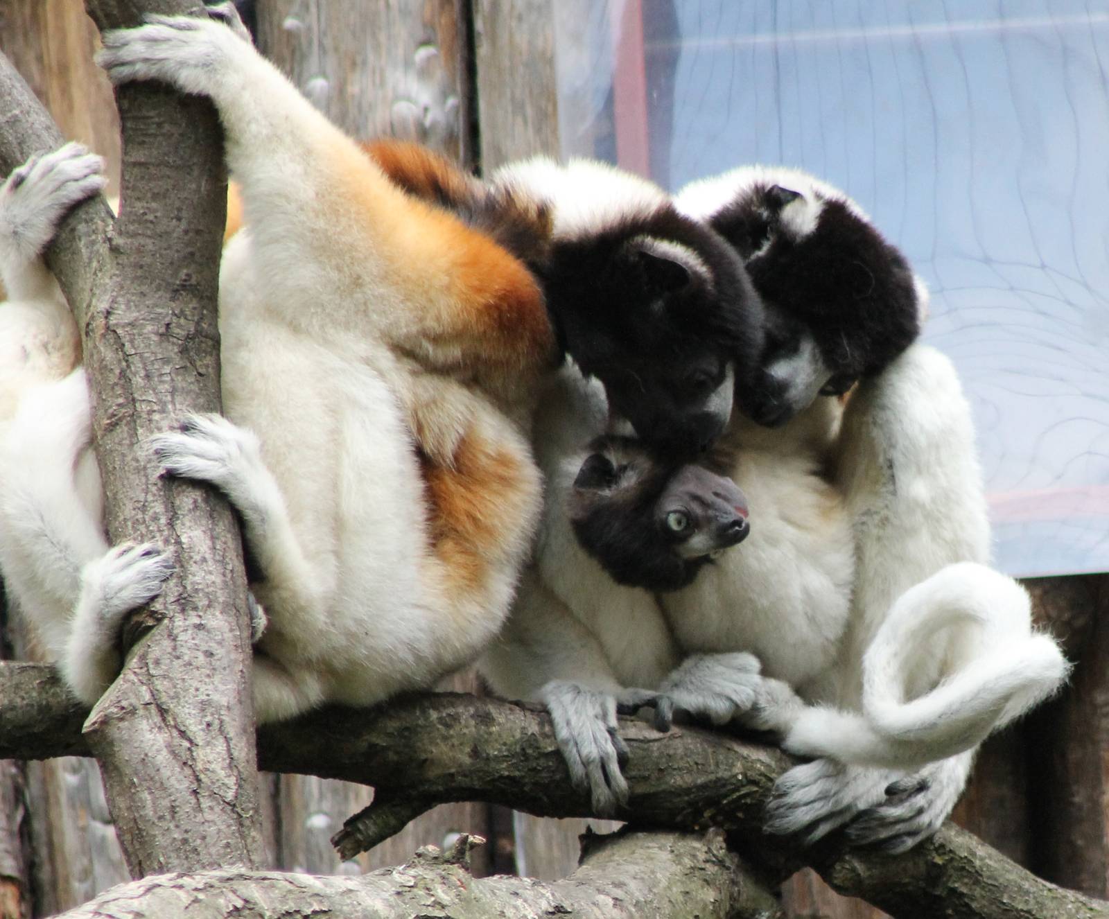 Sifaka family