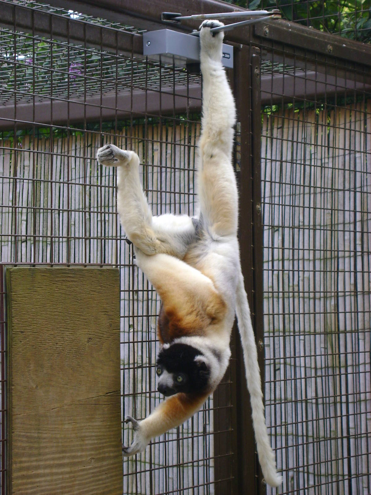Sifaka gymnastics