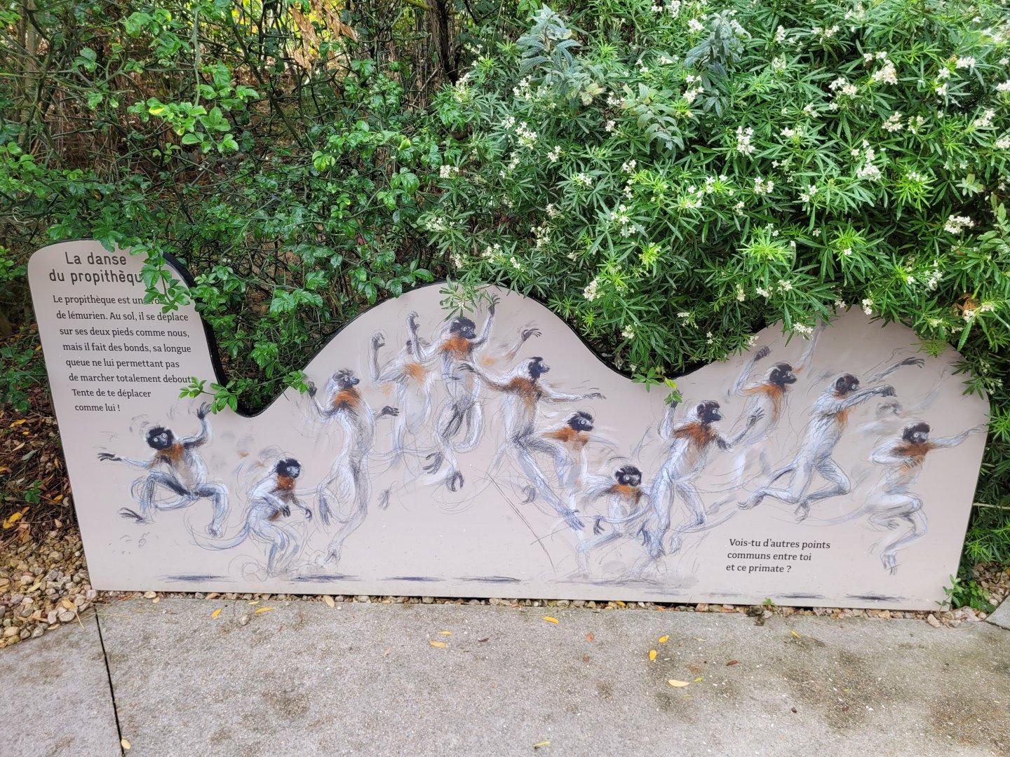 Sifaka leaping sign -Parc Zoologique de Paris (2022)