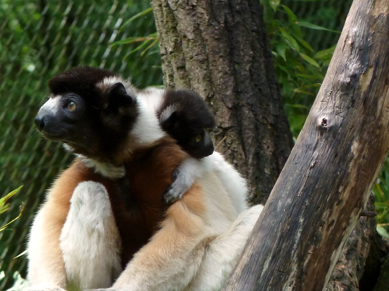 Sifaka mother and child