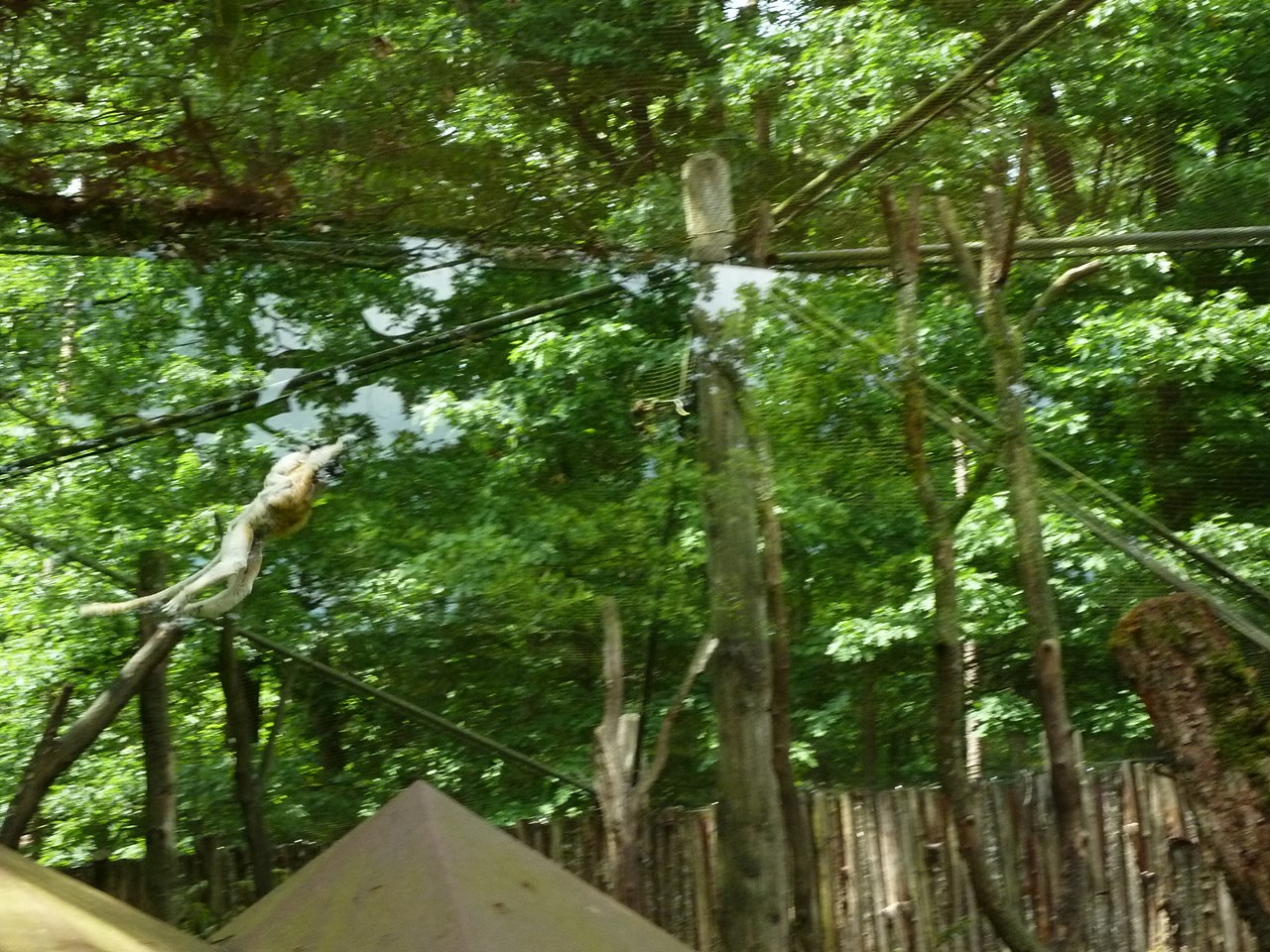 Sifaka mother jumping