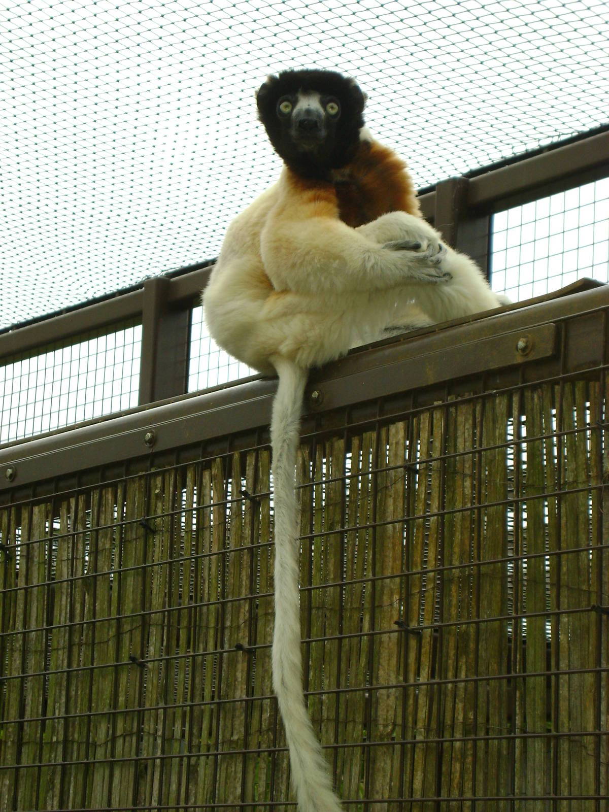 Sifaka