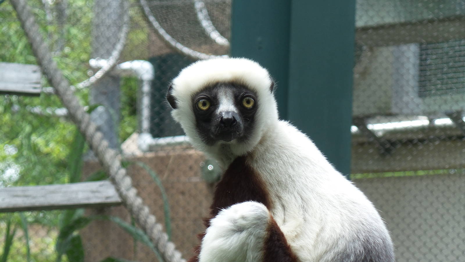 Sifaka