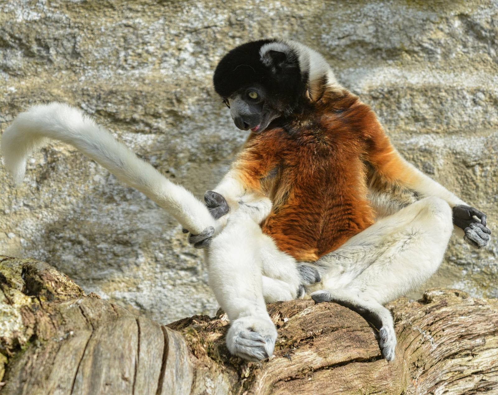 SIFAKA