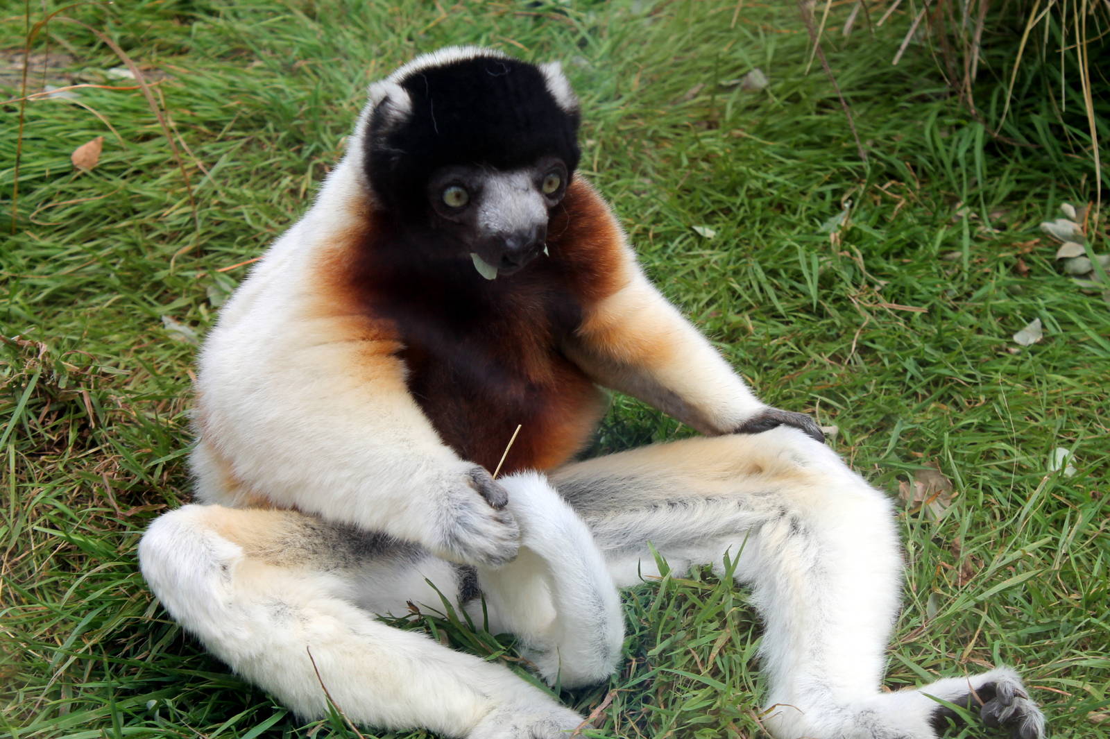 Sifaka