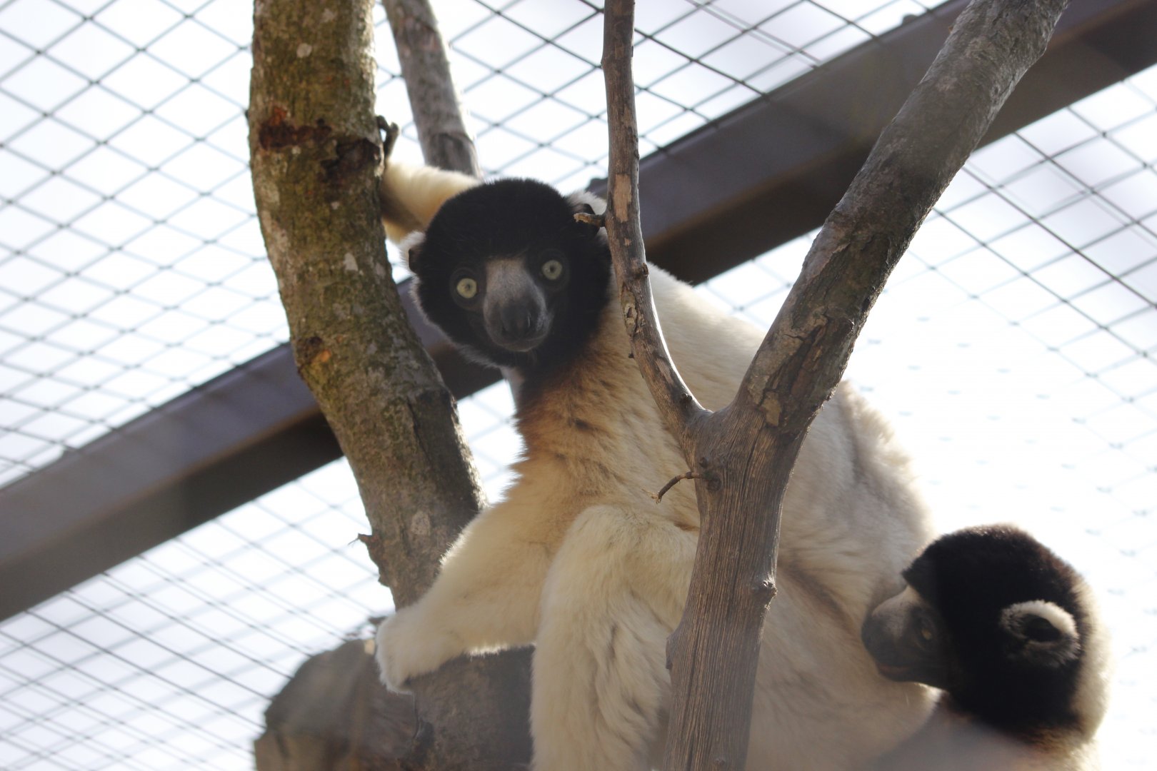 Sifaka