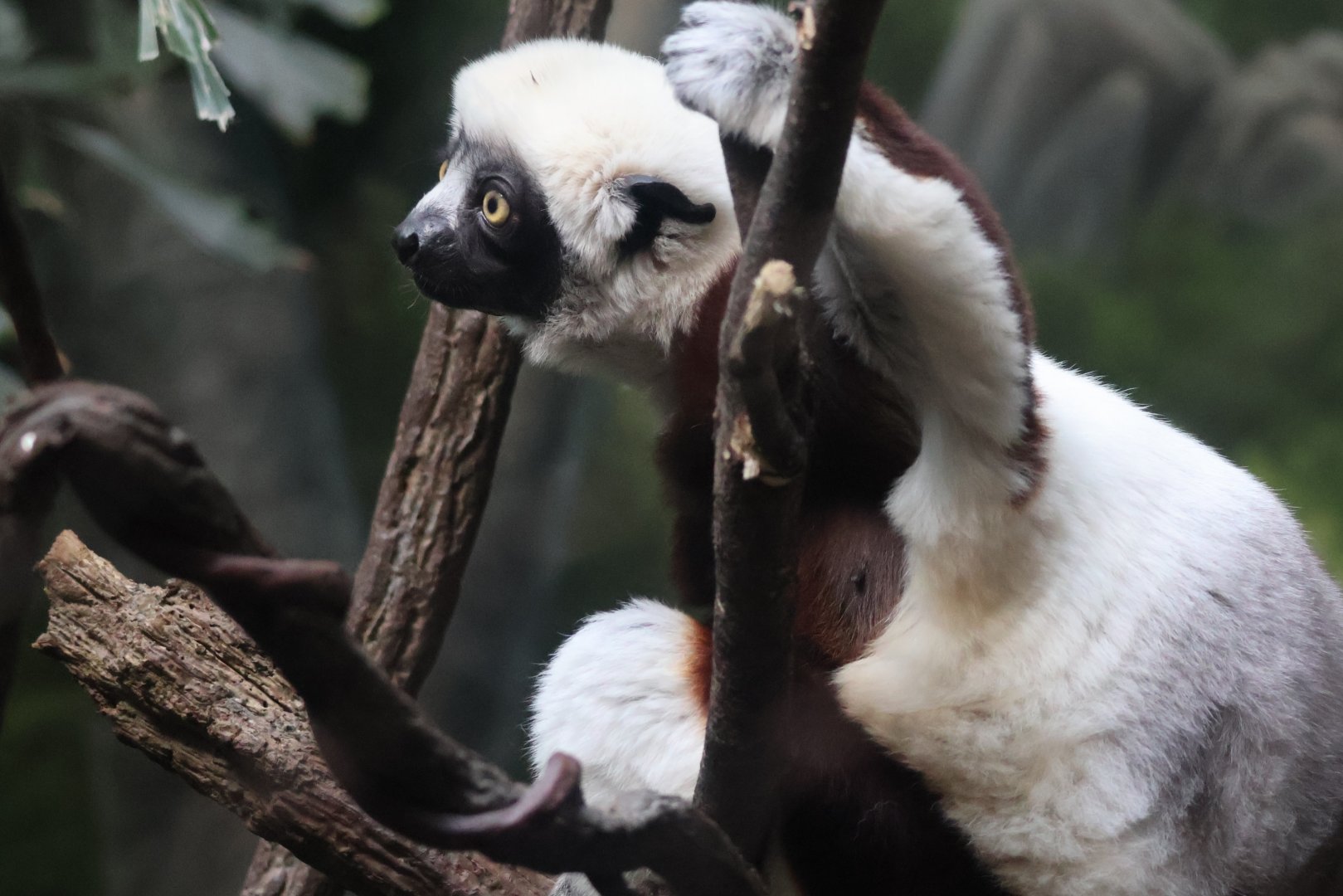 Sifaka