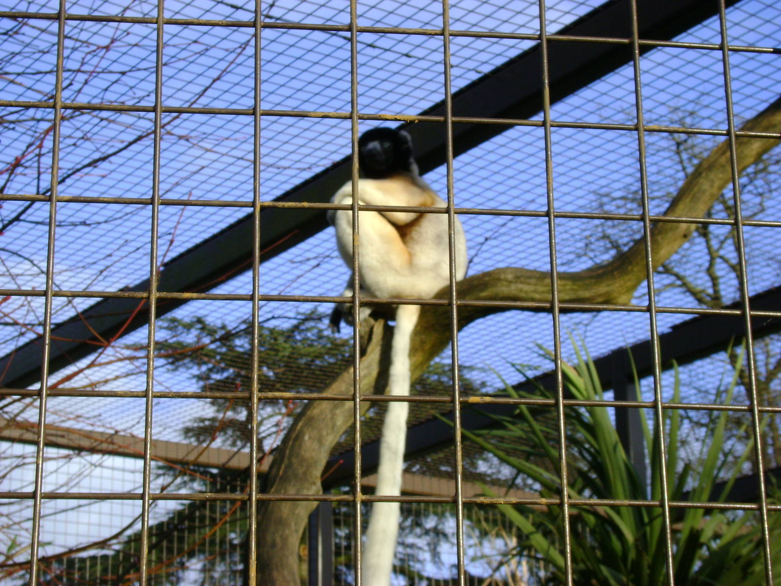 Sifaka