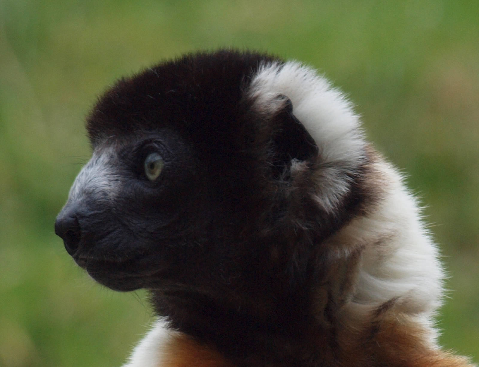 Sifaka
