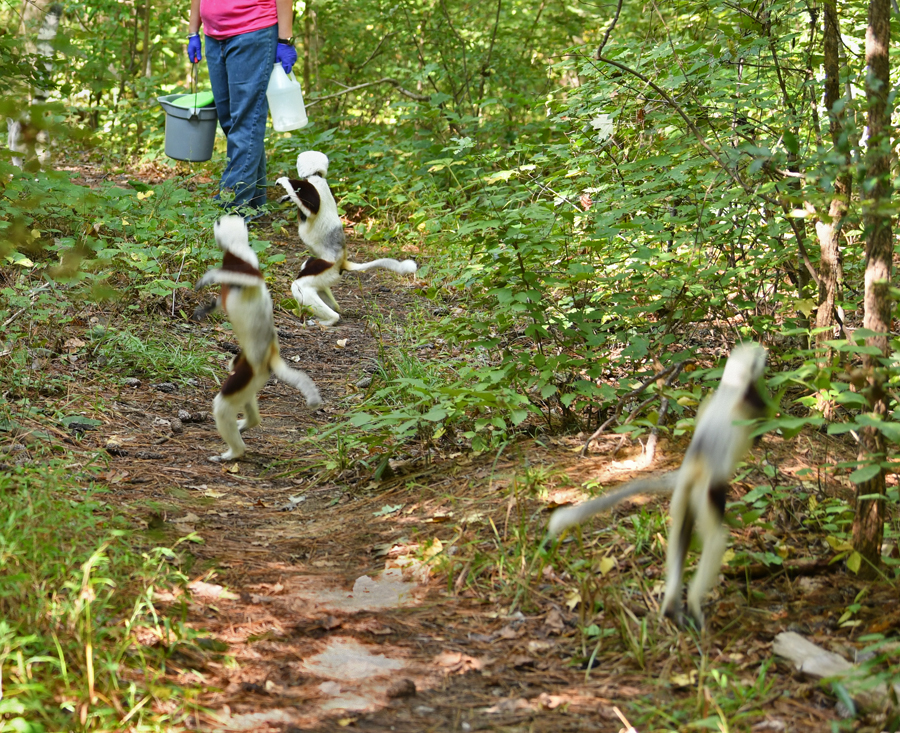 sifakas going to feeding