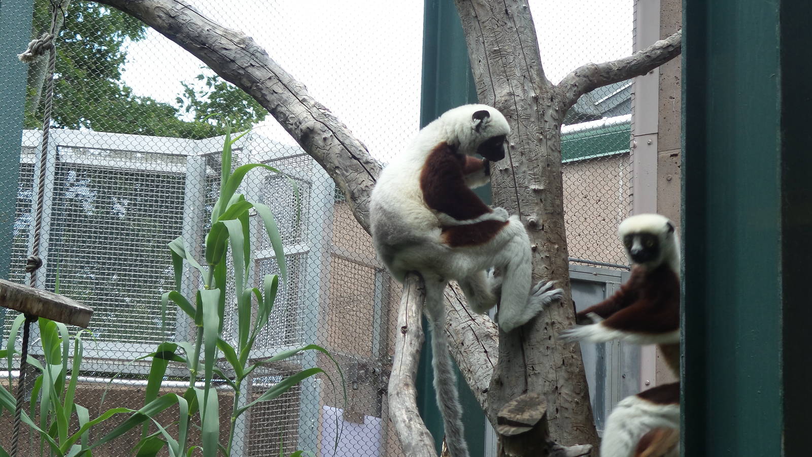 Sifakas
