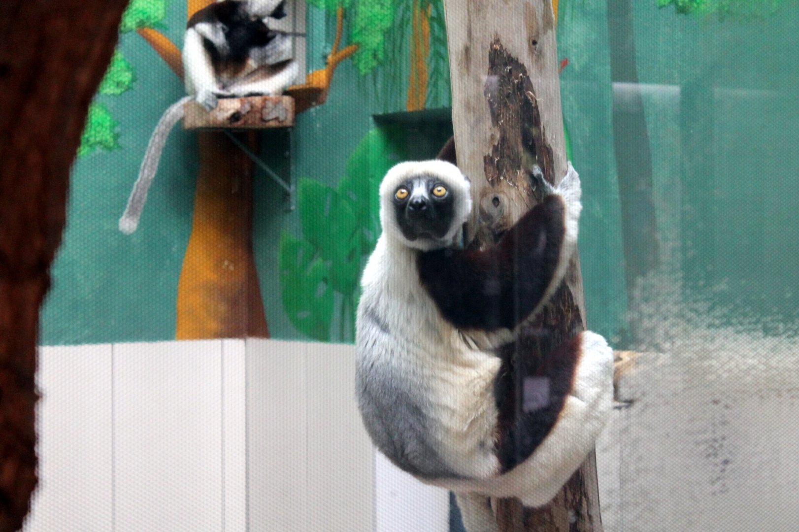 Sifakas