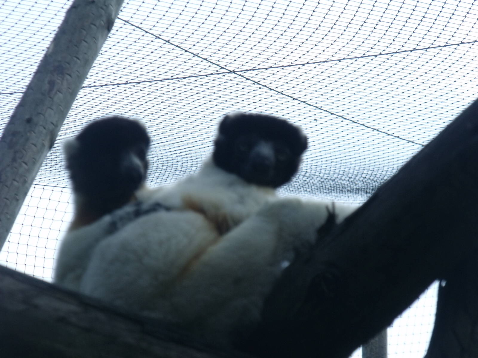 Sifakas