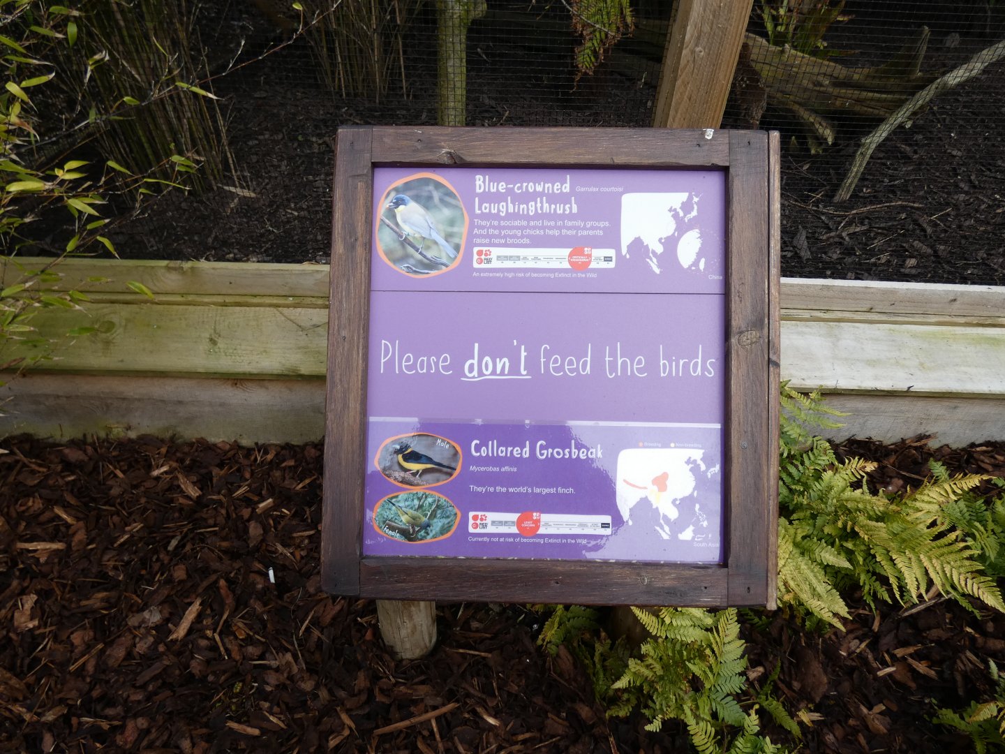 Sigange on Rainbow Aviaries