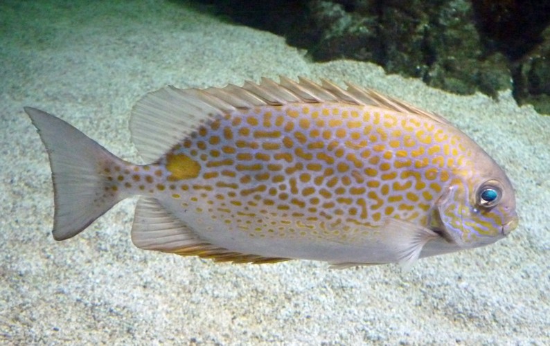 Siganus Guttatus (22-7-17 Faunia)