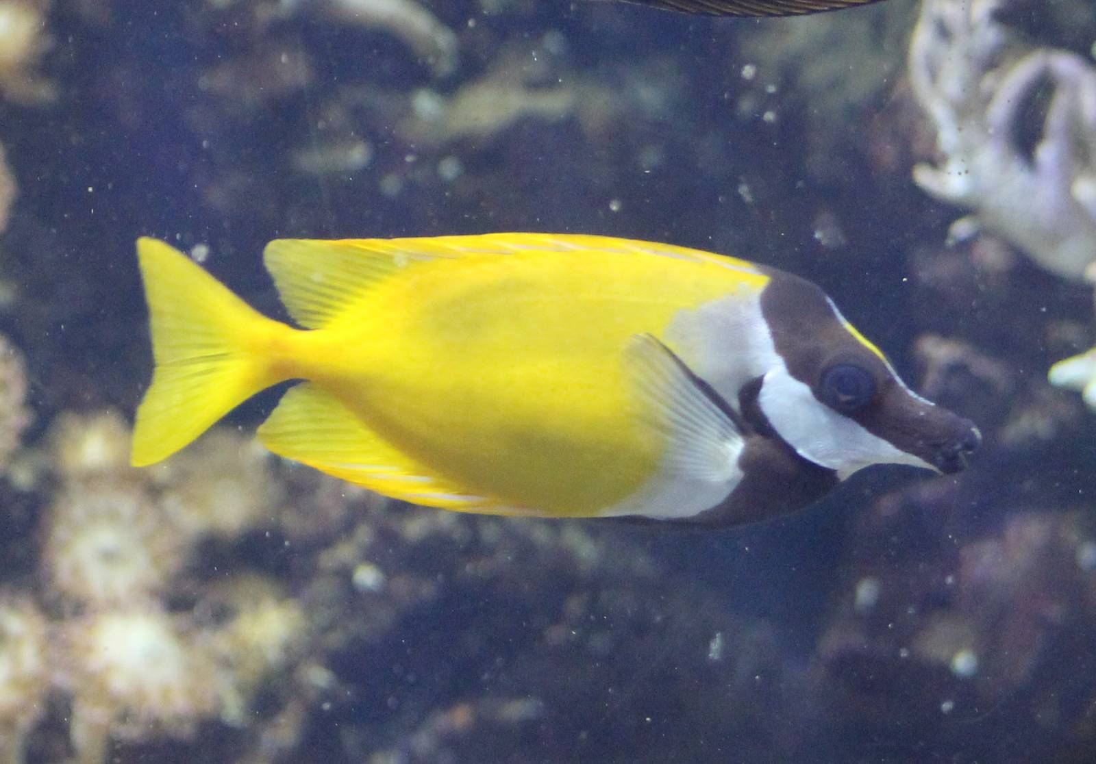 Siganus unimaculatus