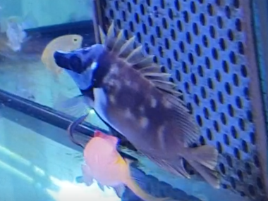 Siganus unimaculatus