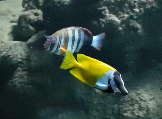 Siganus vulpinus and Choerodon fasciatus