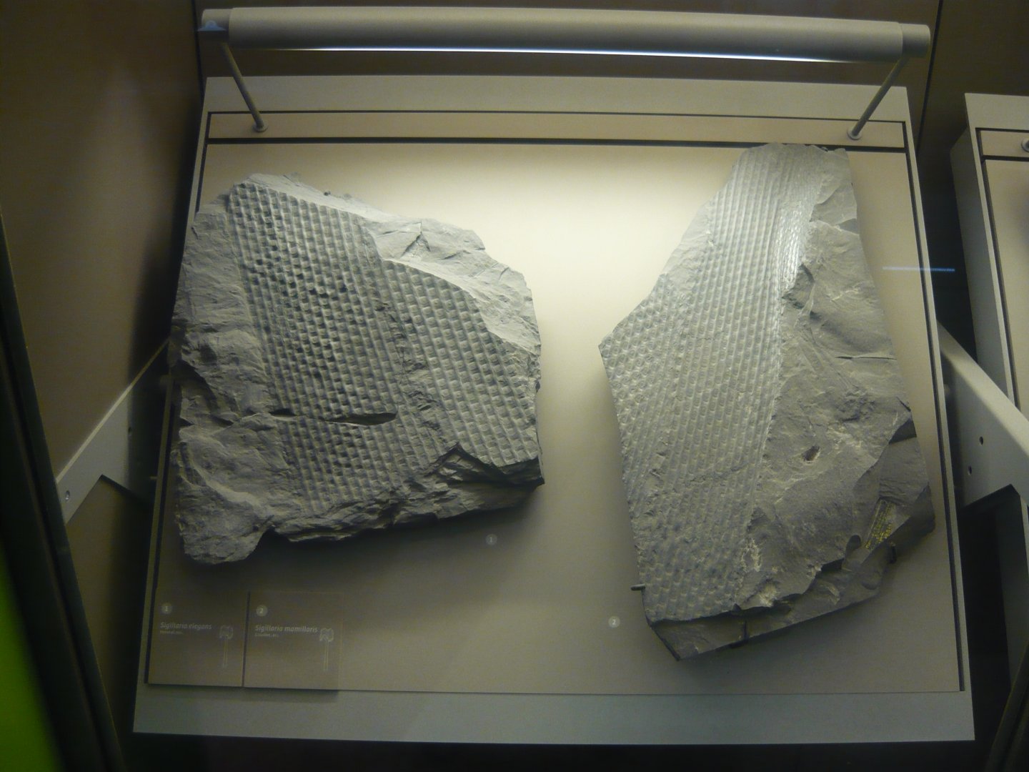 Sigillaria elegans and S. mamillaris