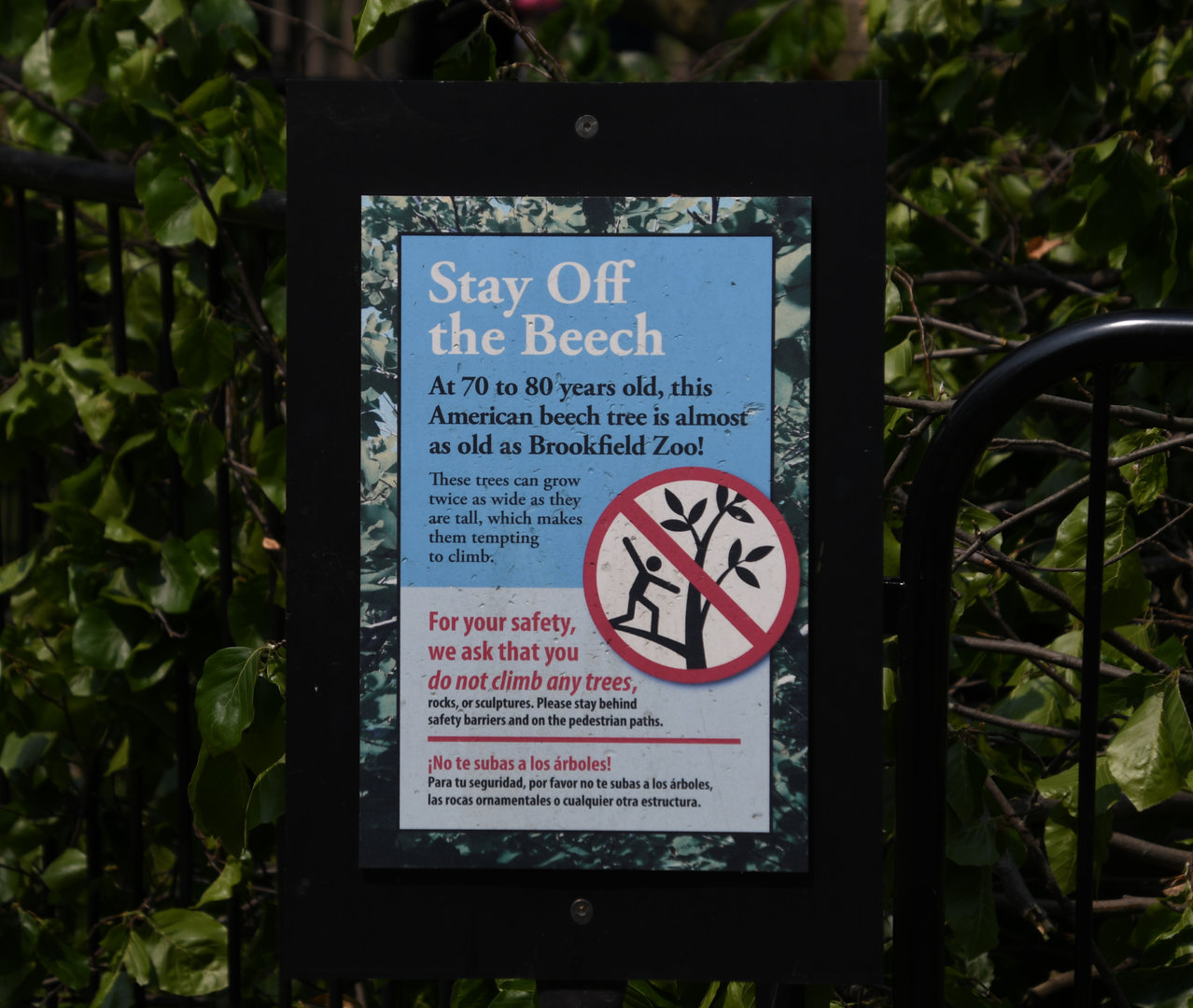 Sign about 70-80 year old beech tree