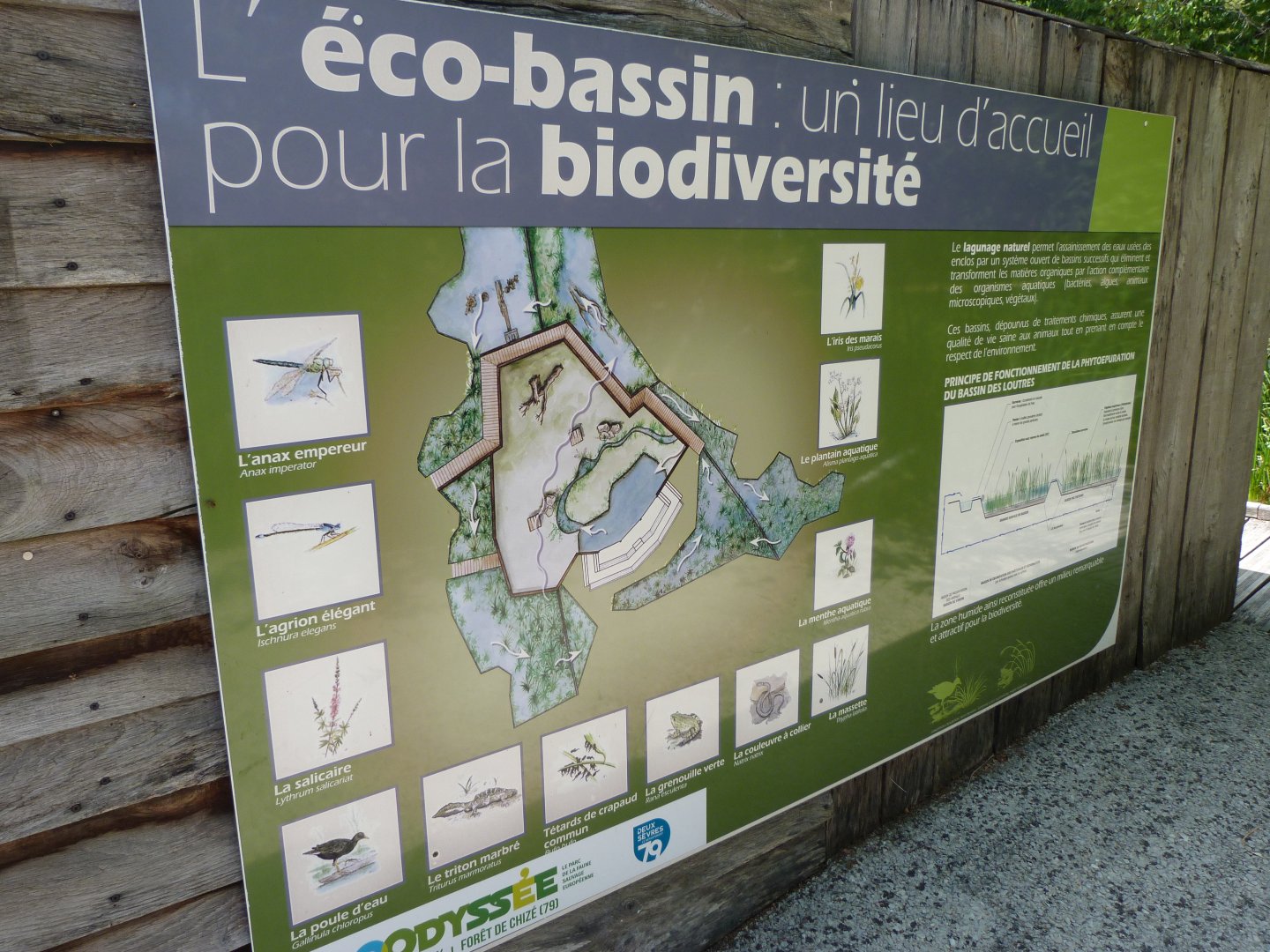 Sign about artificially generated wetland -Zoodyssée (2025)