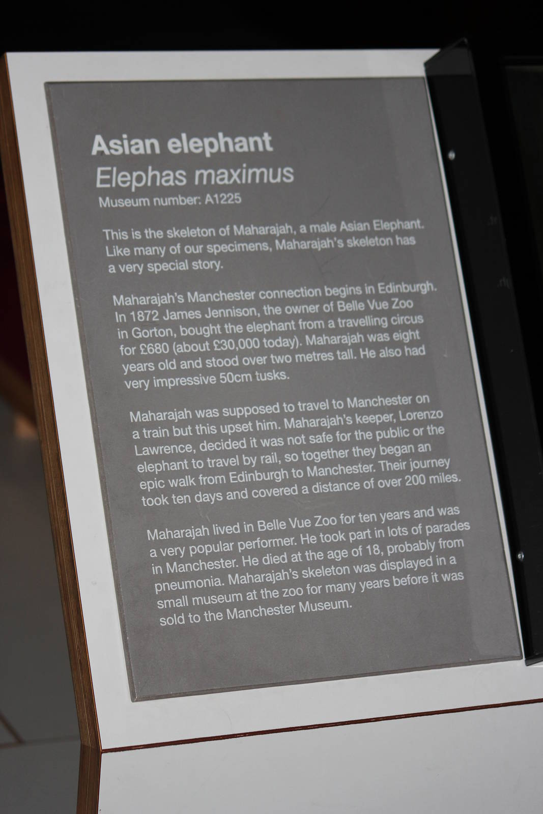 Sign about Belle Vue elephant skeleton