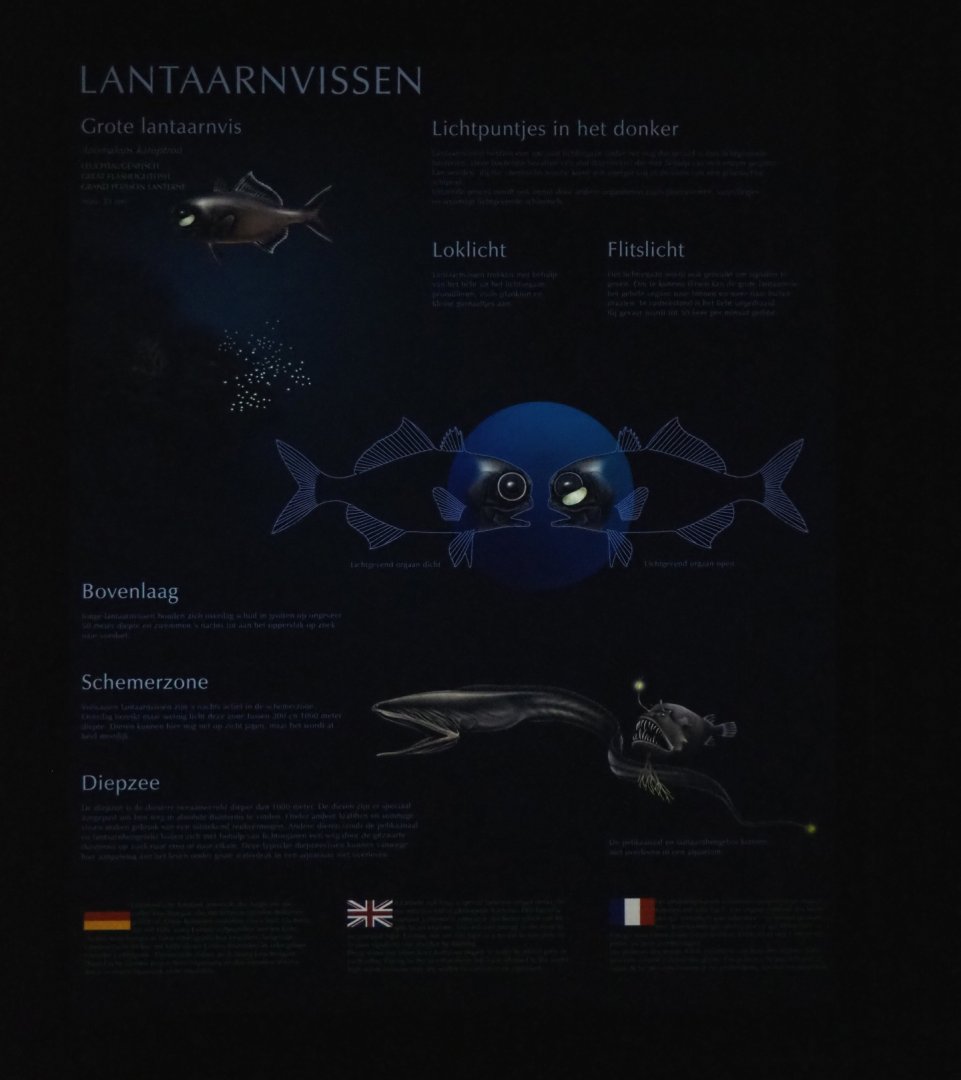 Sign about bioluminescent fish (Sep 16th, 2018)