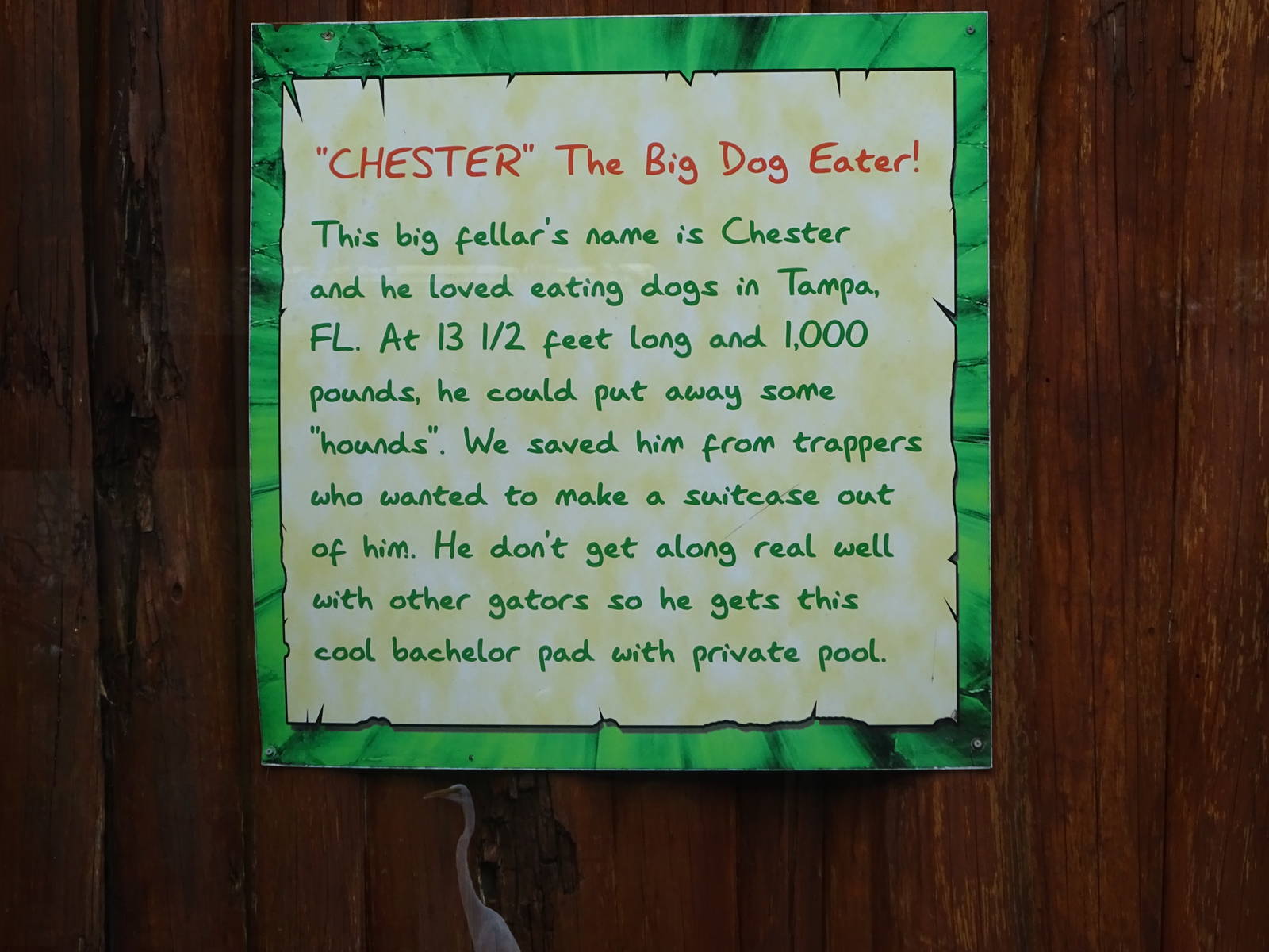 Sign About Chester the Dog Eater at Gatorland