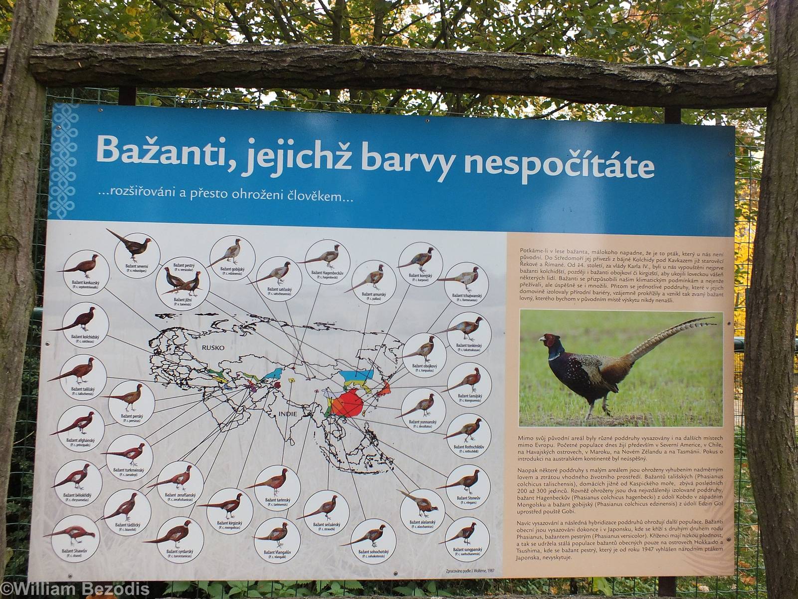 Sign About Different Common Pheasant Subspecies