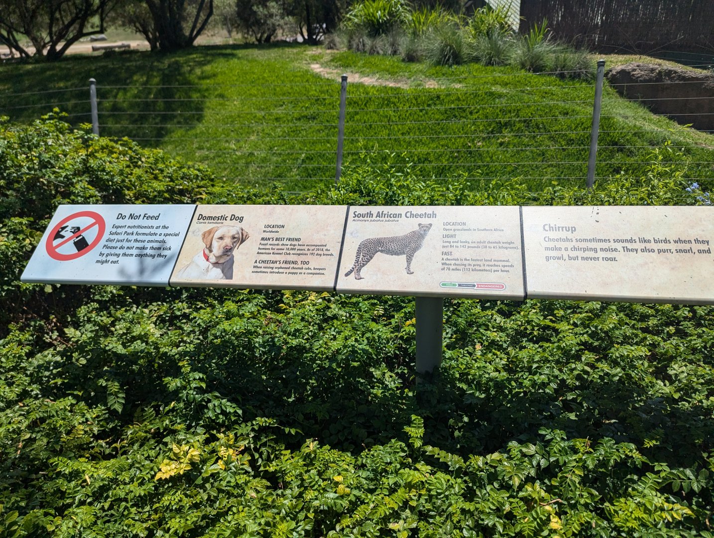 Sign About Domestic Dog with Cheetahs