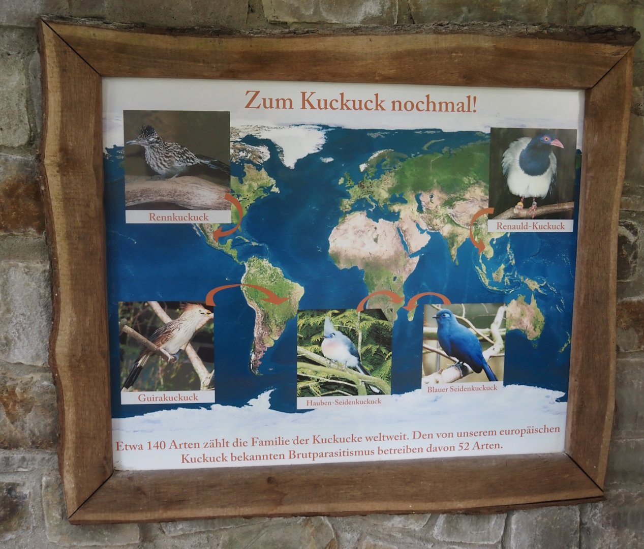 Sign about exotic cuckoo species, 2024-05-21