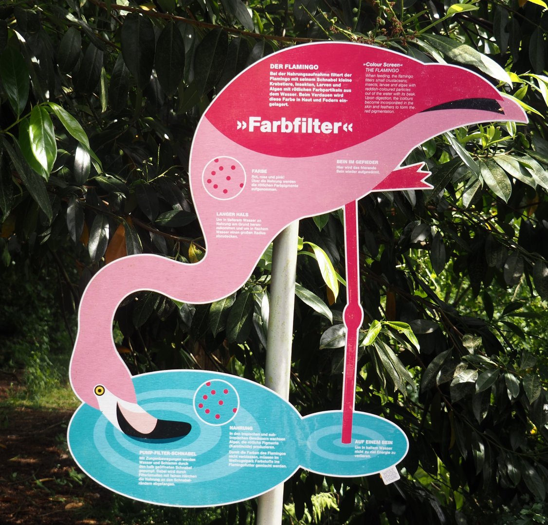 Sign about flamingo feeding technique and adaptations, 2024-05-21