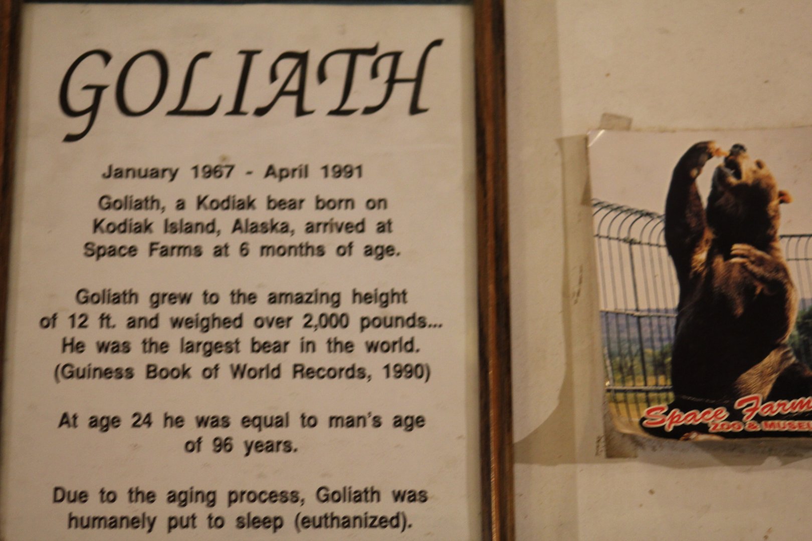 Sign About Goliath
