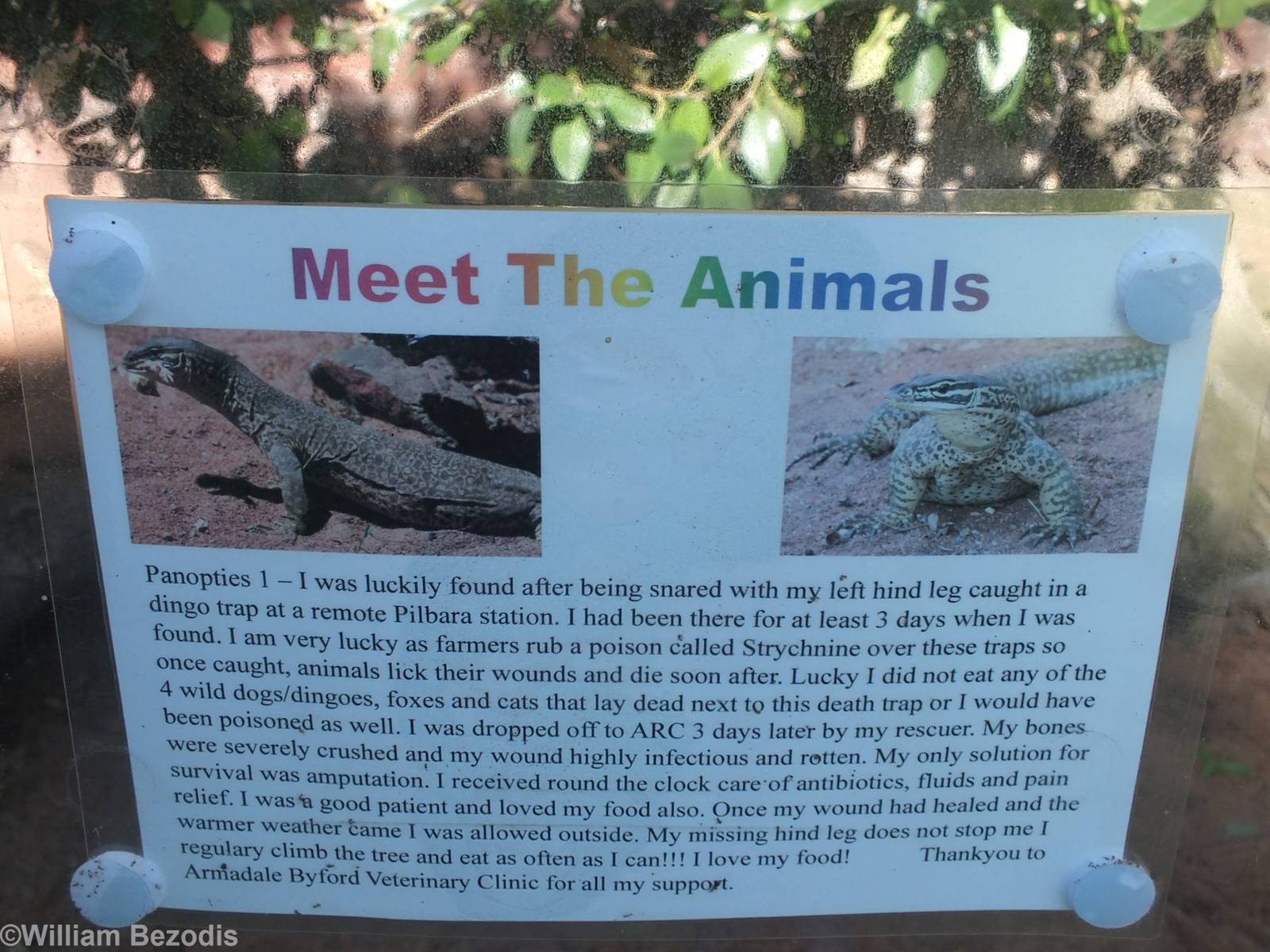 Sign About Gould's Sand Monitor with Injured Leg