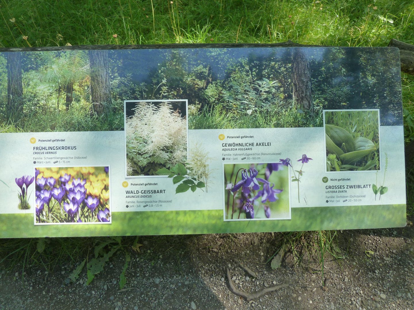 Sign about local flora on open woodland