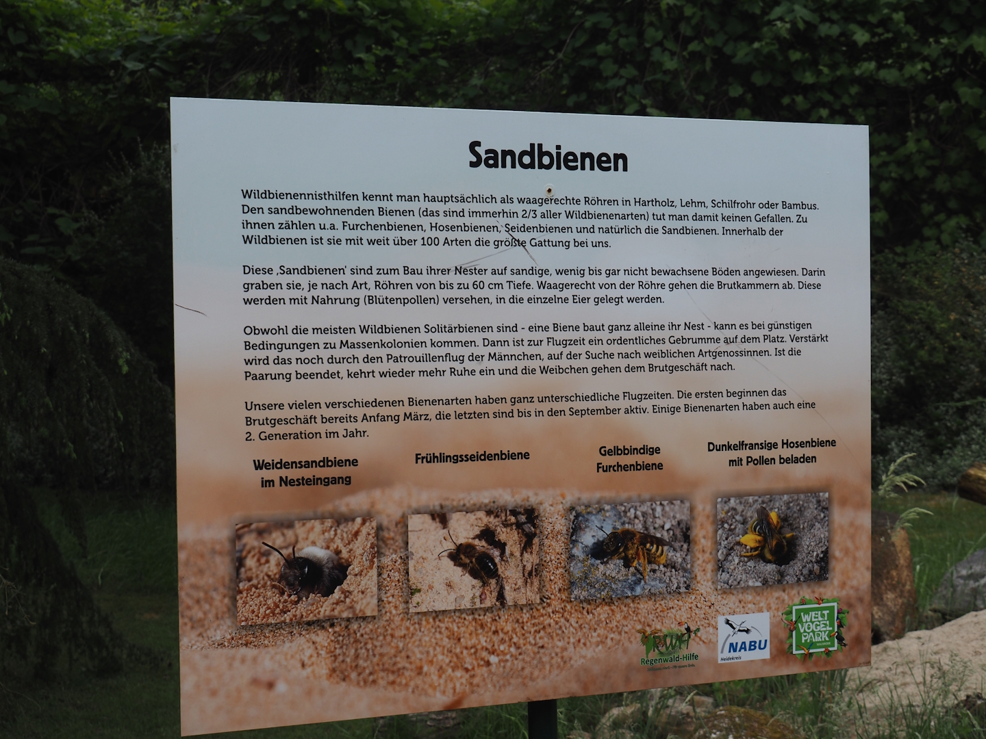 Sign about native Andrena miner bees or sand bees, 2024-05-23
