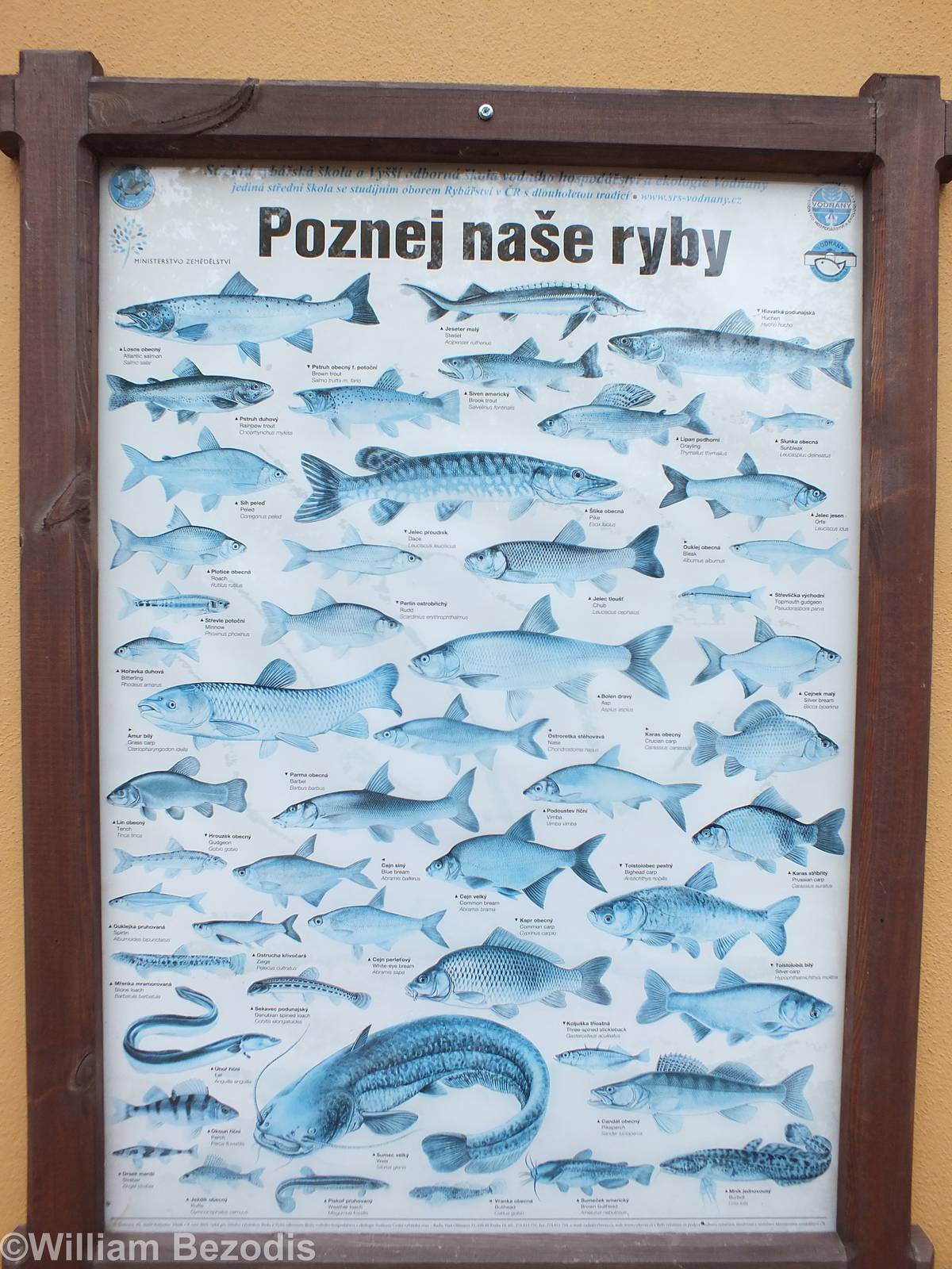 Sign About Native Fish