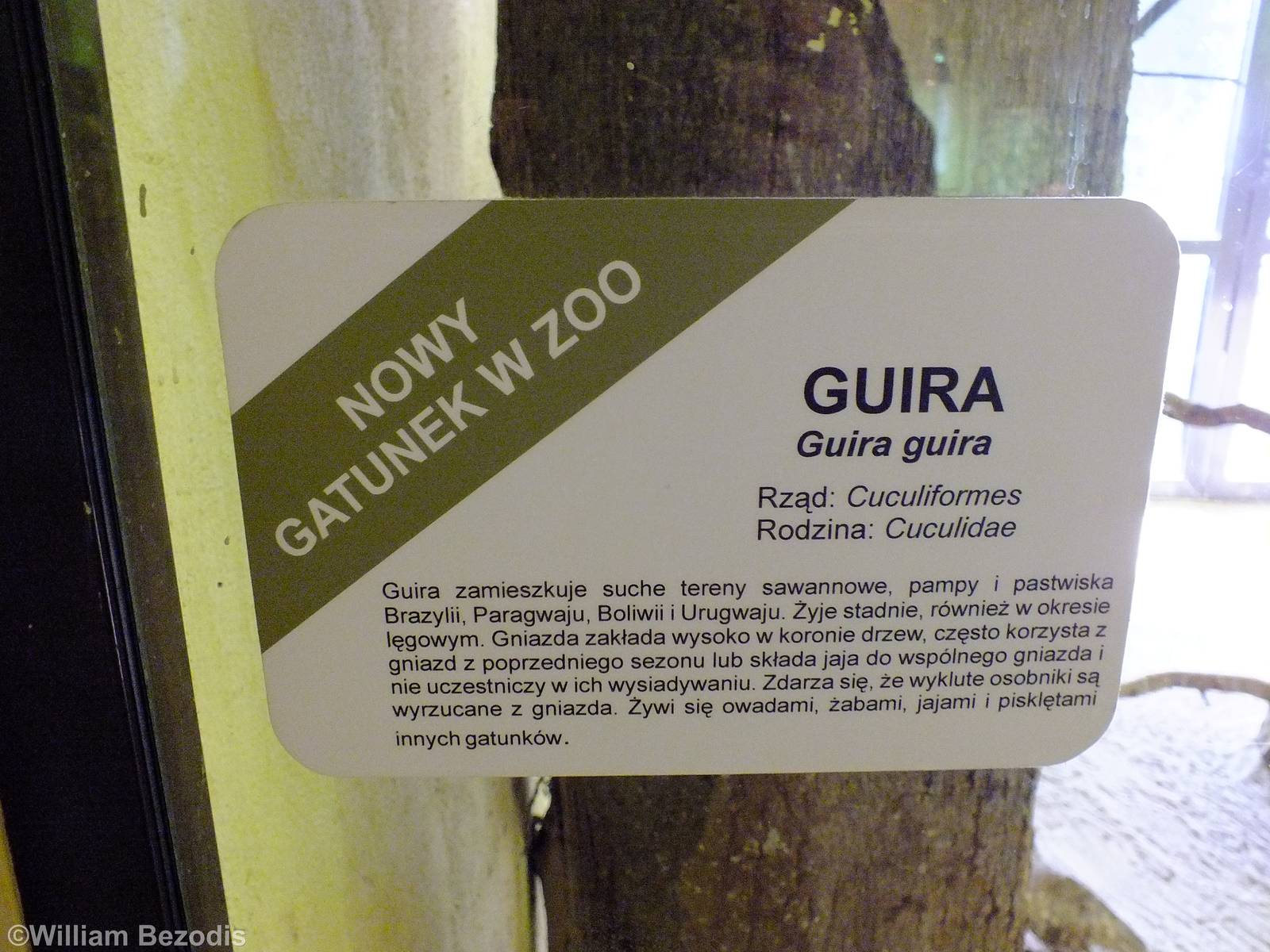 Sign about New Guira Cuckoos