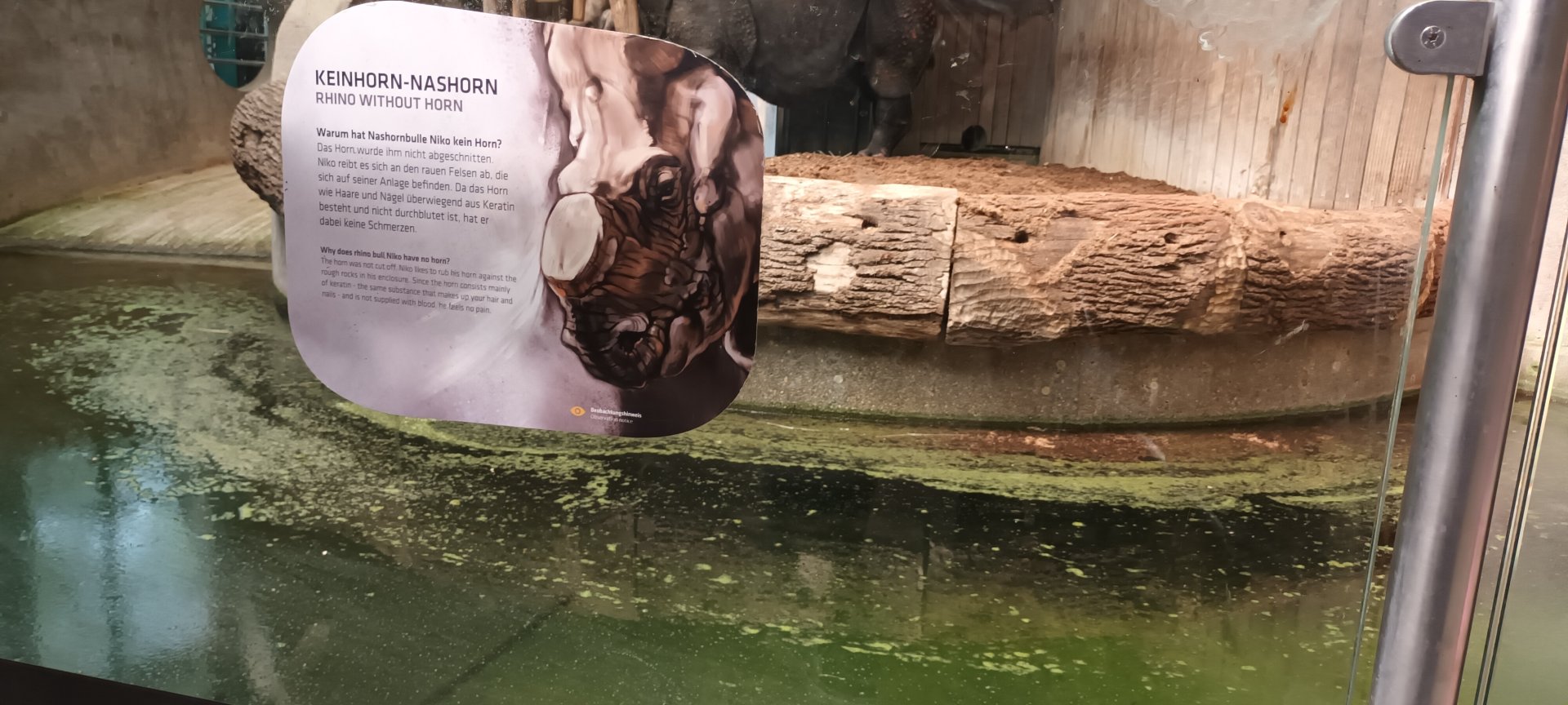 Sign about Niko the hornless Rhinoceros