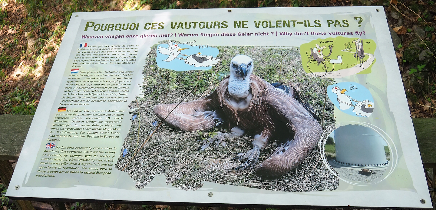 Sign about non-releasable griffon vultures, 2023-09-26