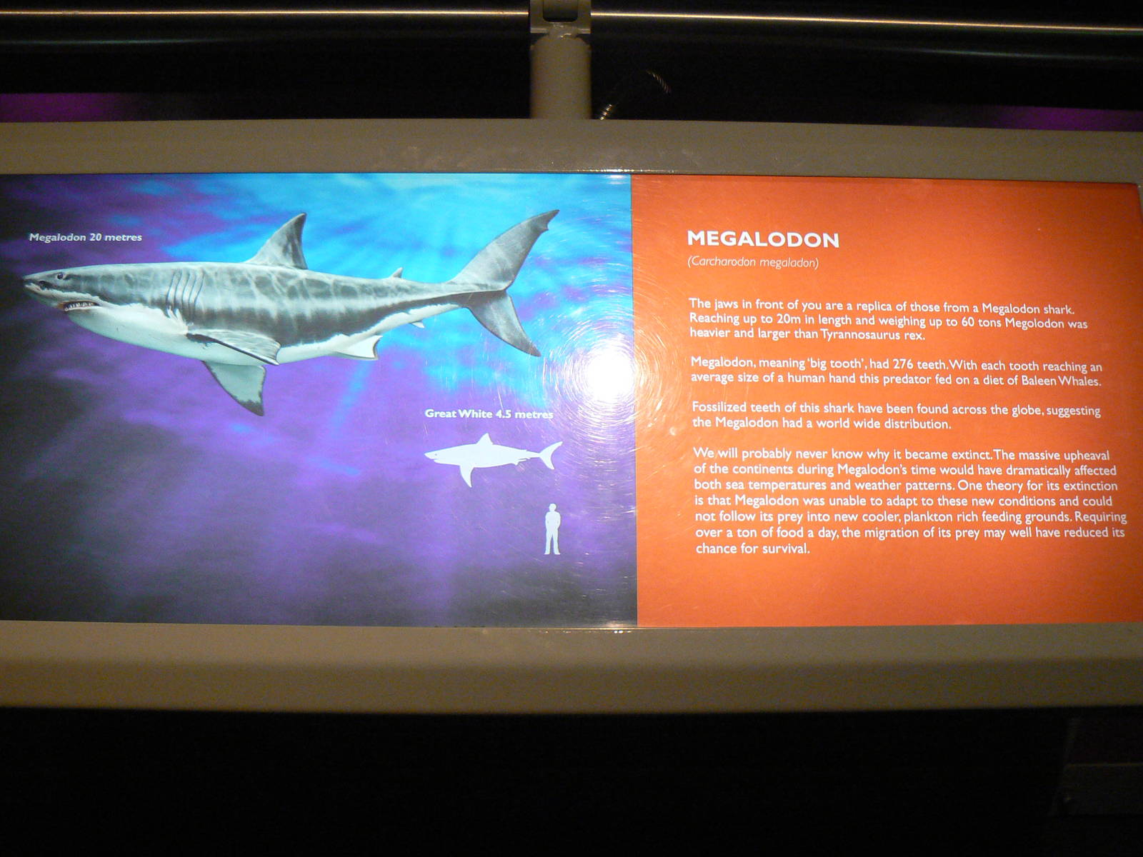 Sign About One of the 'Fossils' - 26 March 2016