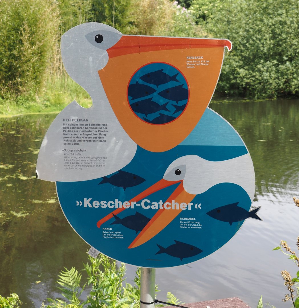 Sign about pelican feeding technique and adaptations, 2024-05-21