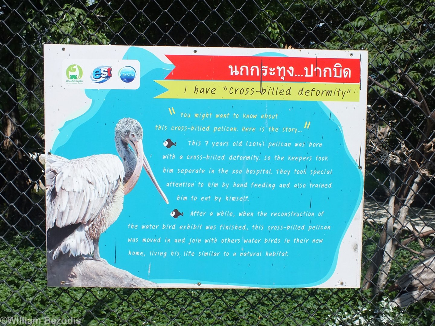 Sign about Pelican with Deformed Beak