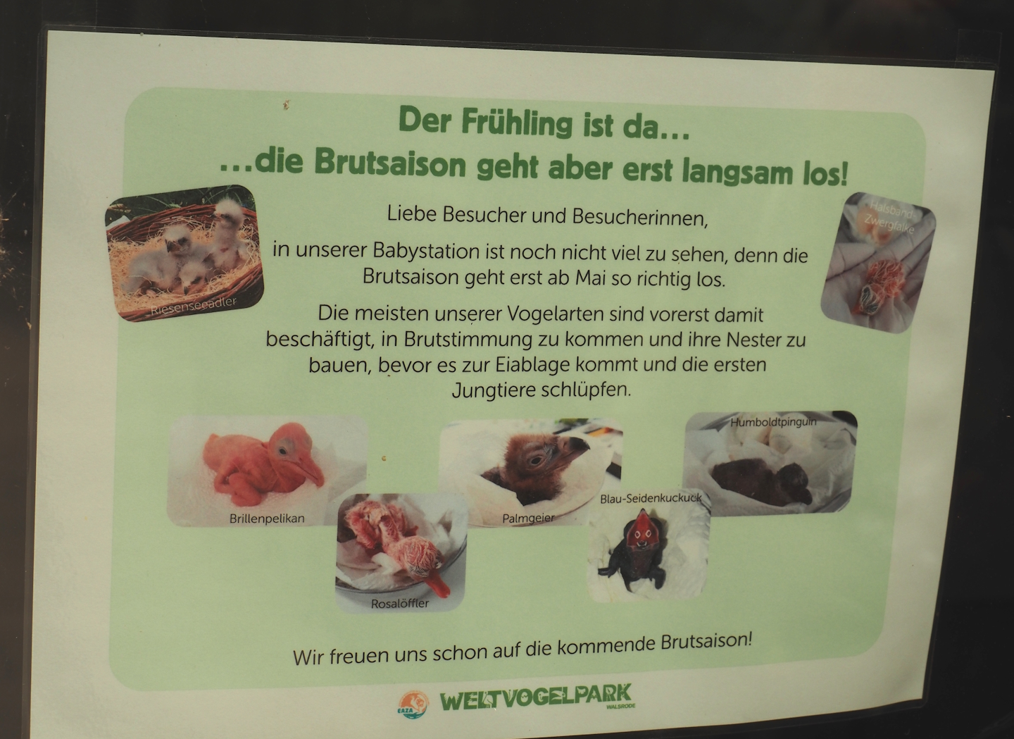 Sign about the breeding season, with photos of past breeding results, 2024-05-21