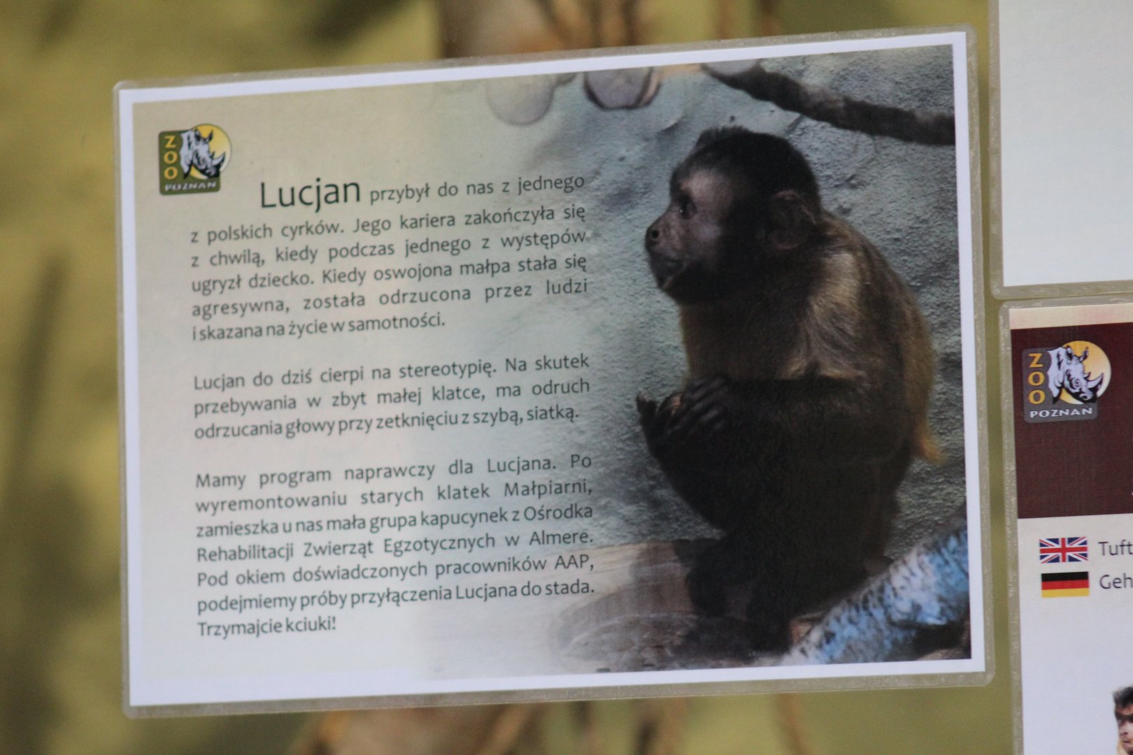 Sign about the Brown Capuchin