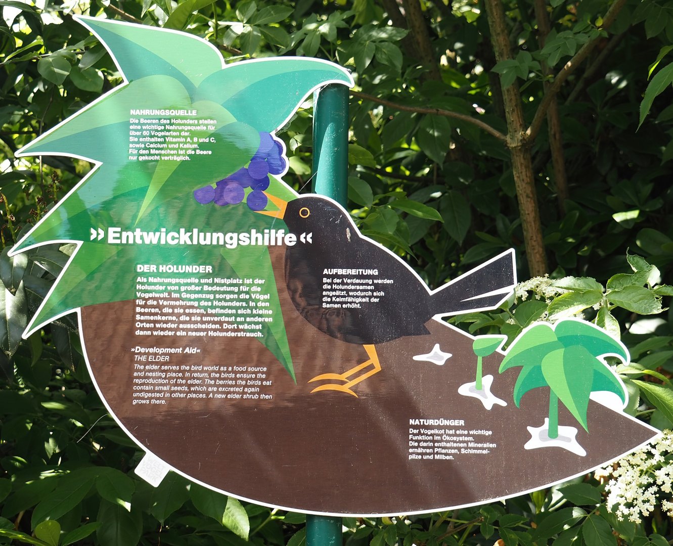 Sign about the ecological role of the native Elder shrub (Sambucus species), 2024-05-23