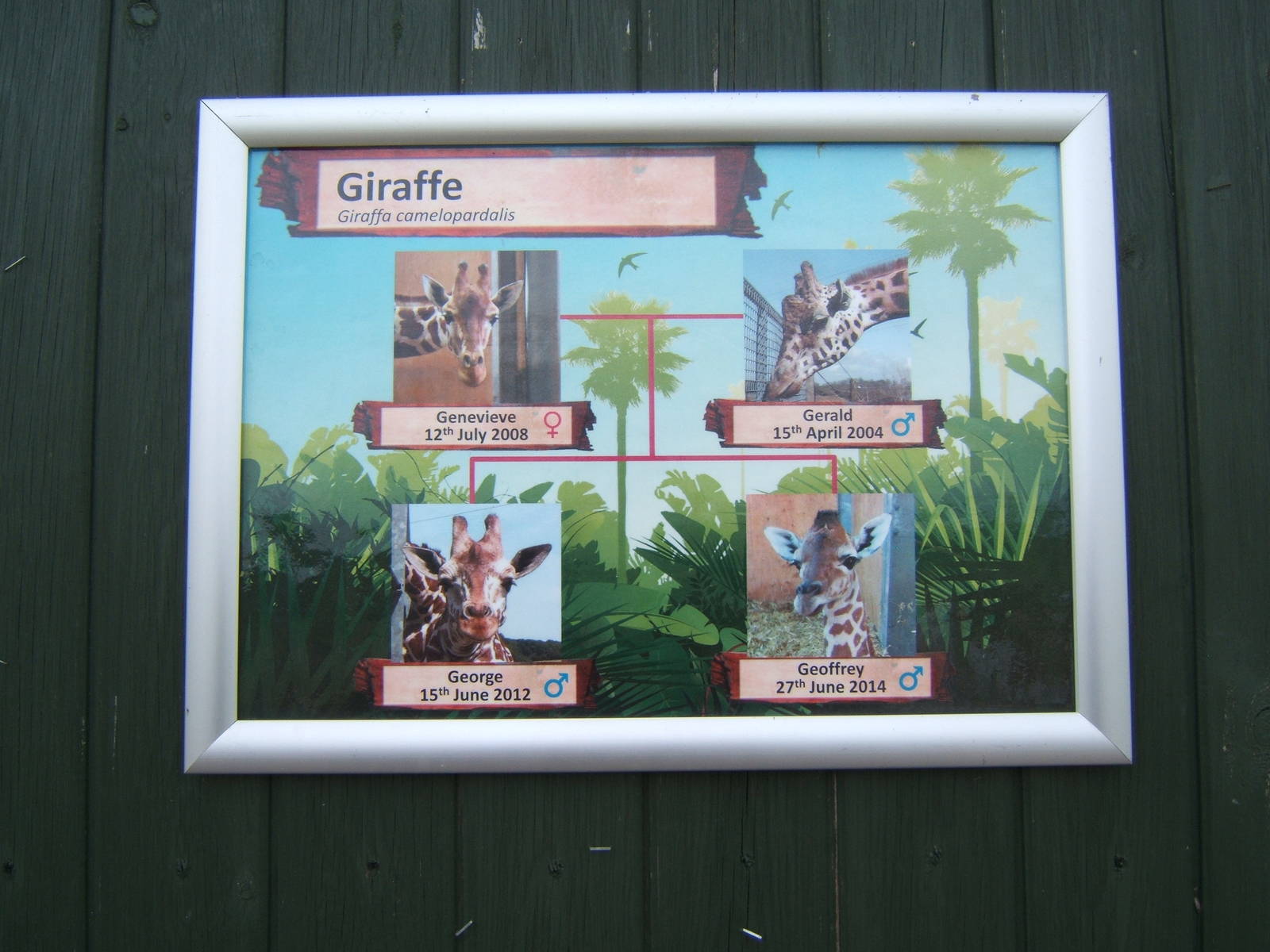 Sign about the Giraffes